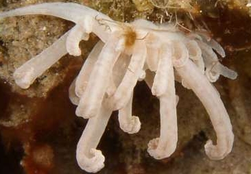Photo: O. Lederman; see note in the Sea Slug Forum